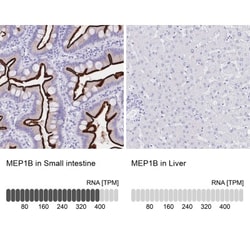 Meprin beta Subunit/MEP1B Antibody, Novus Biologicals:Antibodies:Primary